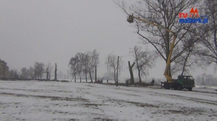 Malbork: Wycinka Topoli przy ul. Rolniczej - 26.02.2013