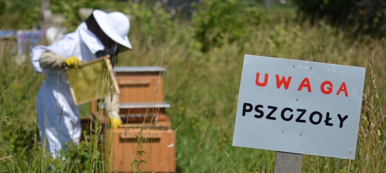 Grozi nam klęska ekologiczna. Na Żuławach niedługo nie będzie pszczół. Zobacz wideo i zdjęcia - 06.07.2017